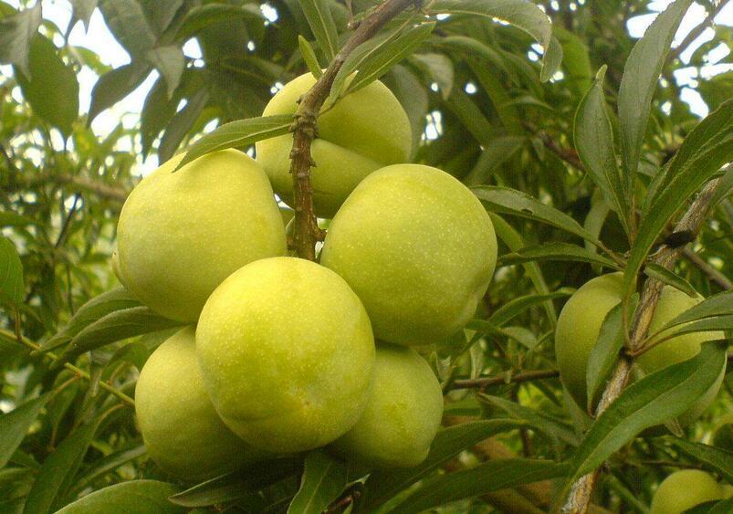 李子十大品种2025年排行榜前十名榜单出炉