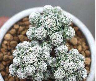 十大好看的仙人球品种2025年排行榜前十名榜单出炉