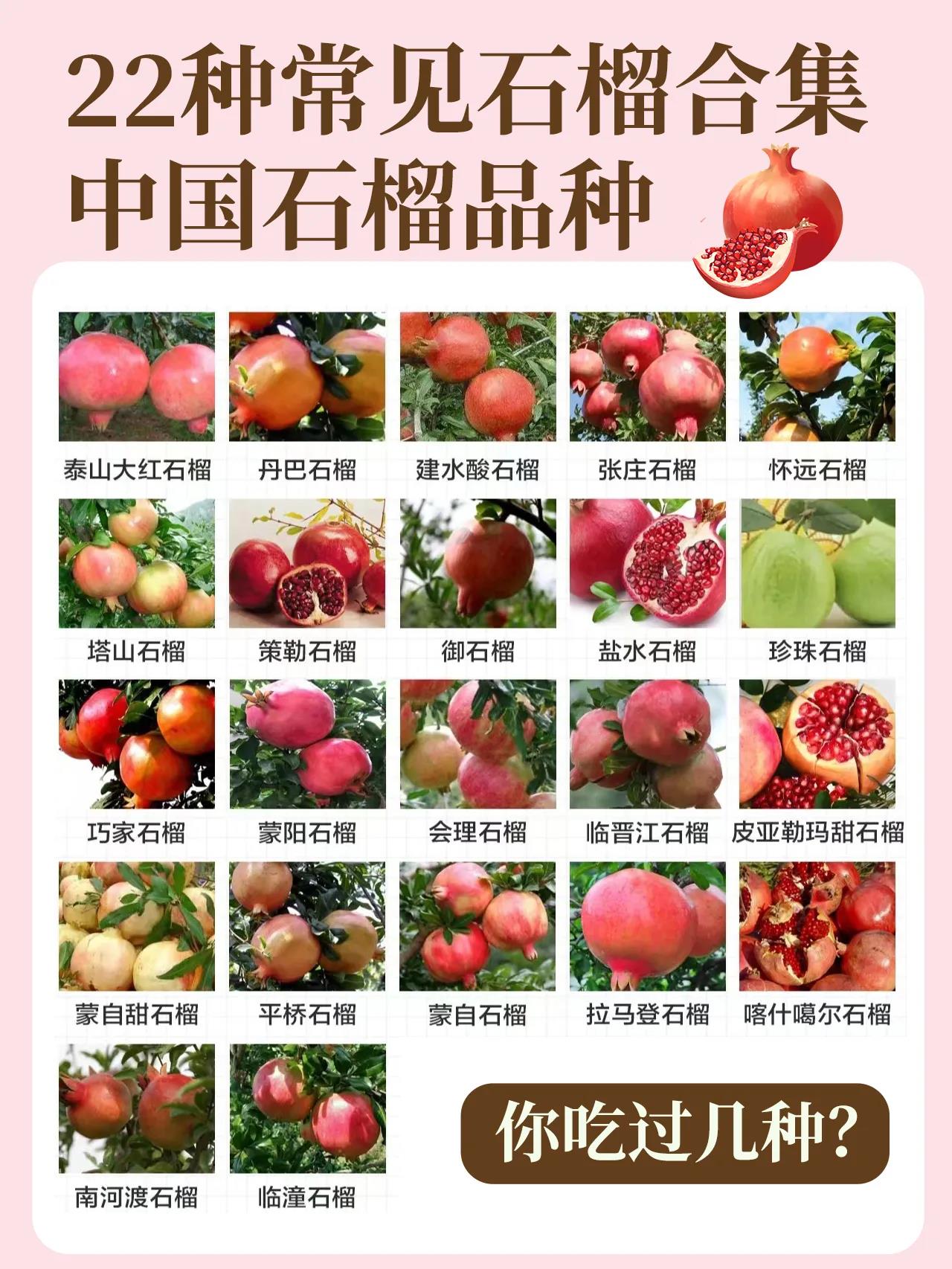 全国十大石榴产地2025年排行榜前十名榜单出炉