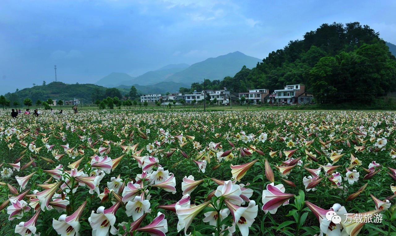 中国十大赏百合花景点2025年排行榜前十名榜单出炉
