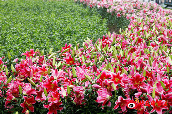 中国十大赏百合花景点2025年排行榜前十名榜单出炉