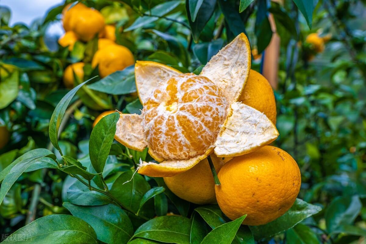 广西最好吃的10种柑橘2025年排行榜前十名榜单出炉