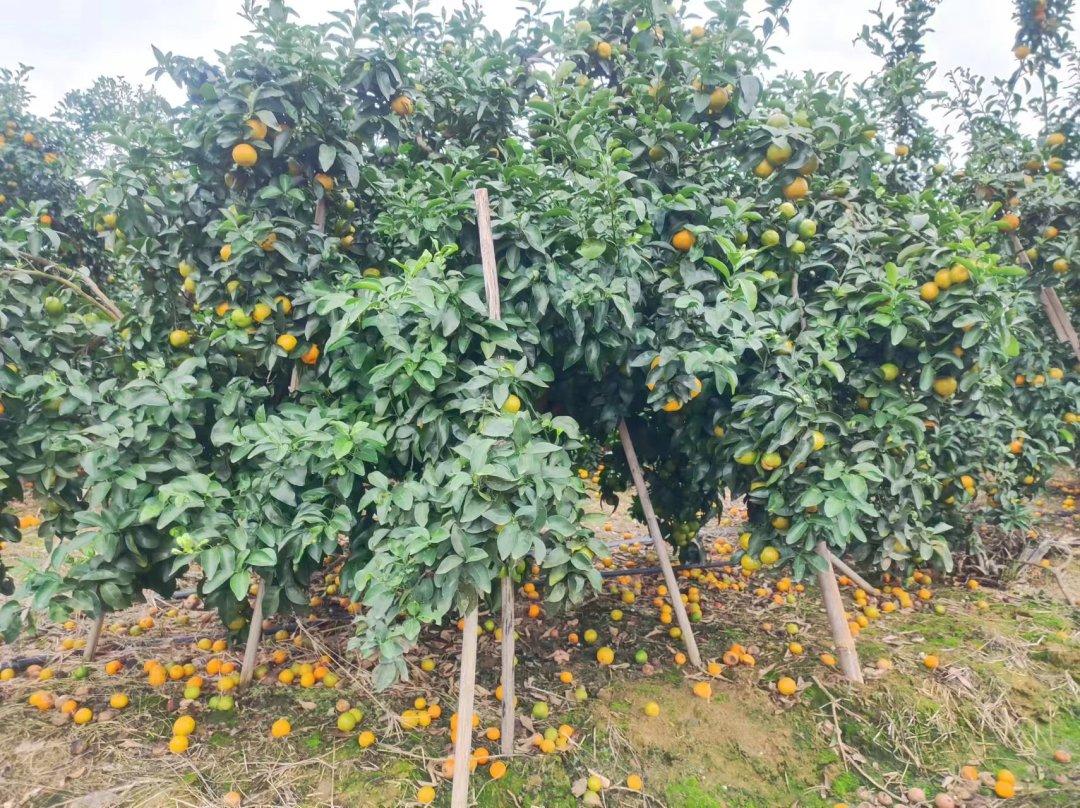 广西最好吃的10种柑橘2025年排行榜前十名榜单出炉