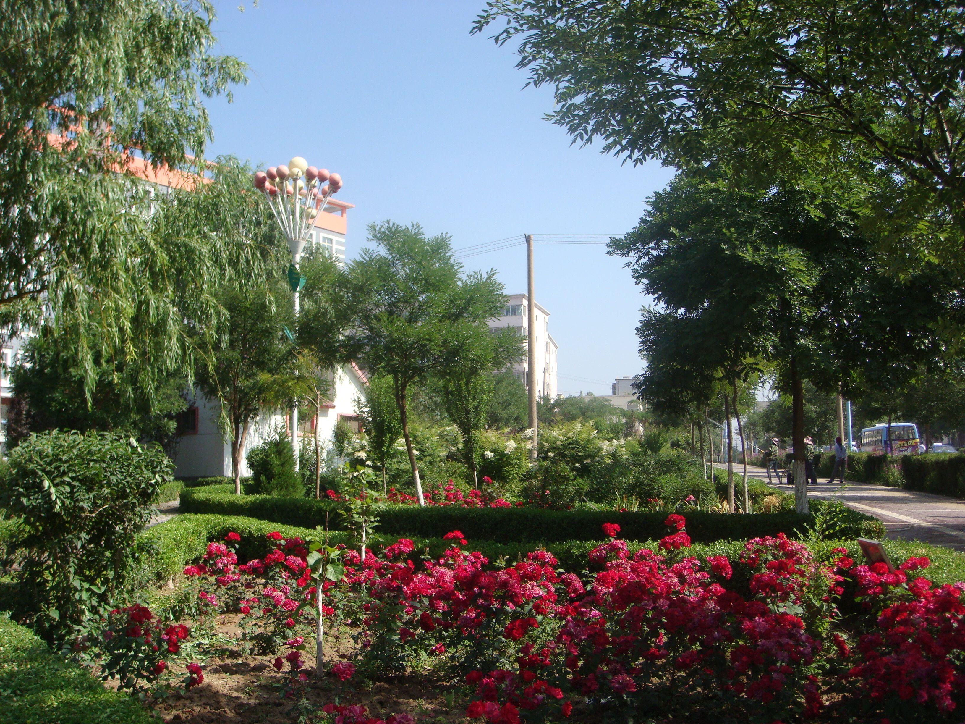 十大最耐干旱的绿化树2025年排行榜前十名榜单出炉