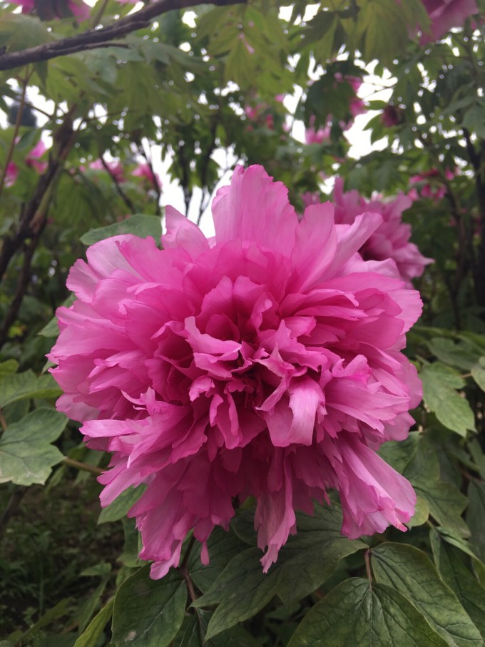 中国十大最美赏牡丹胜地2025年排行榜前十名榜单出炉