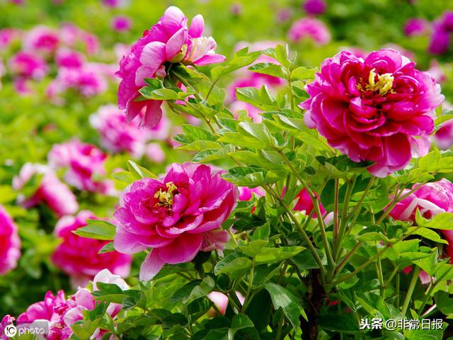 中国十大最美赏牡丹胜地2025年排行榜前十名榜单出炉