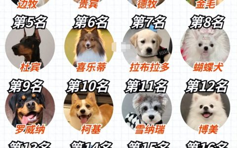 世界十大最萌的宠物狗2025年排行榜前十名榜单出炉
