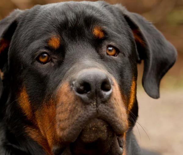 世界十大最萌的宠物狗2025年排行榜前十名榜单出炉