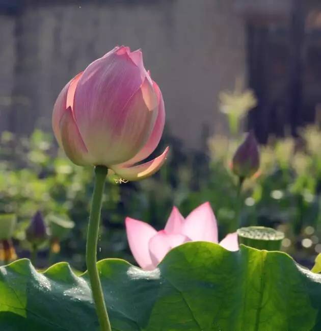 温州十大赏荷花好去处2025年排行榜前十名榜单出炉