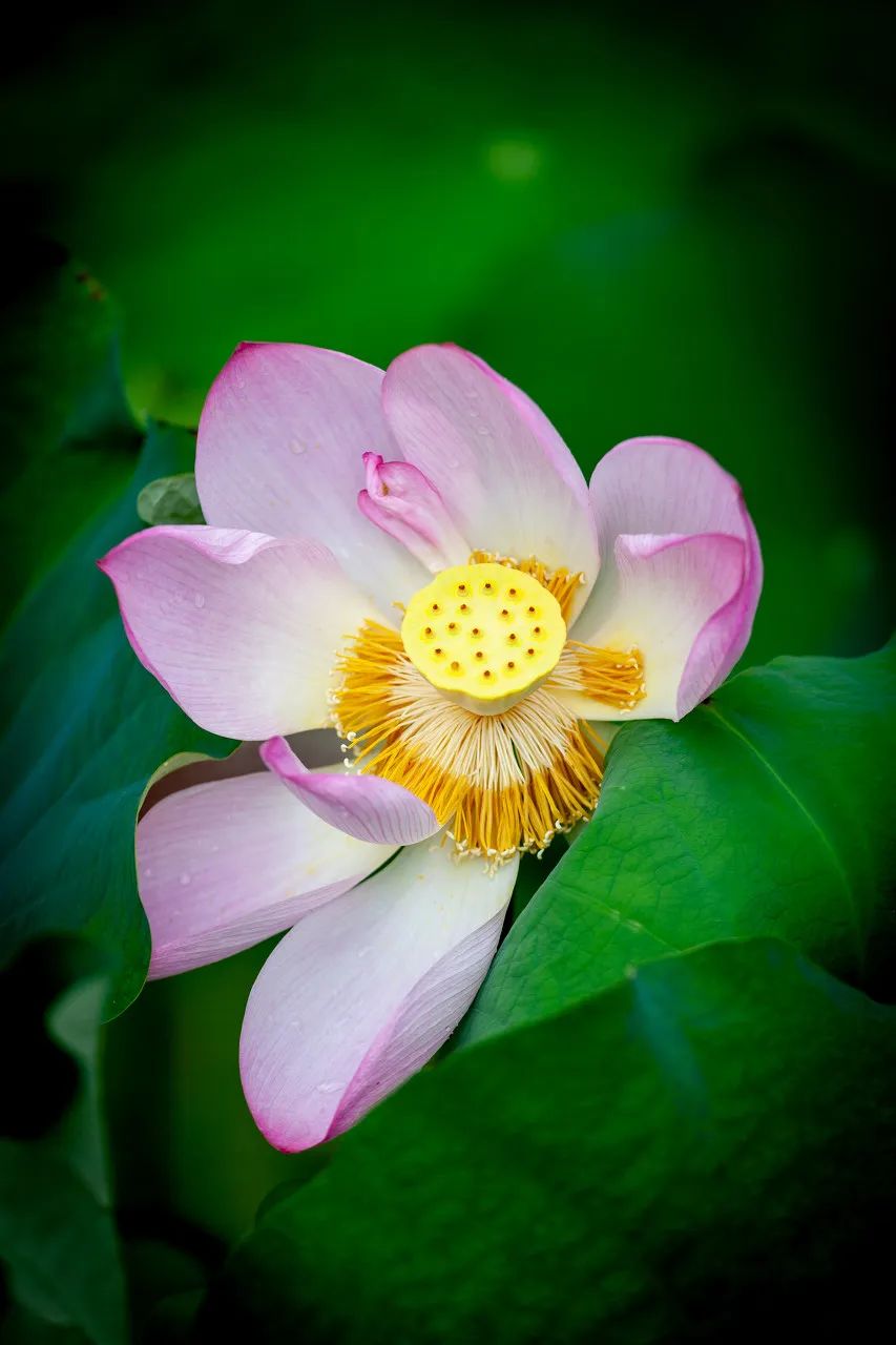 宁波十大赏荷花好去处2025年排行榜前十名榜单出炉