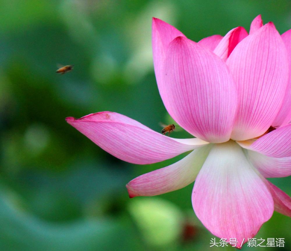 宁波十大赏荷花好去处2025年排行榜前十名榜单出炉