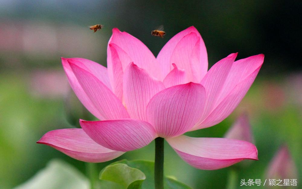 宁波十大赏荷花好去处2025年排行榜前十名榜单出炉