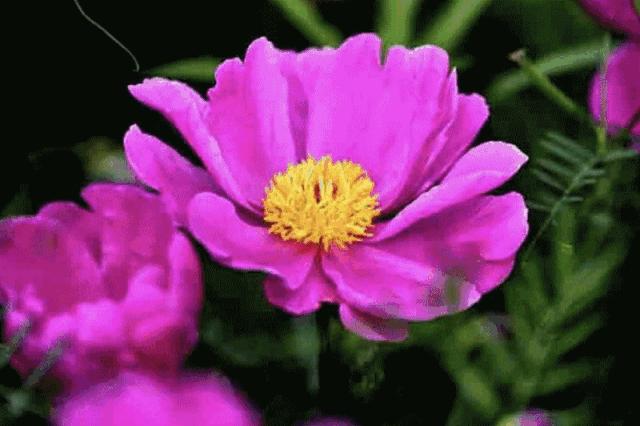 南京十大适合春季旅游的地方2025年排行榜前十名榜单出炉