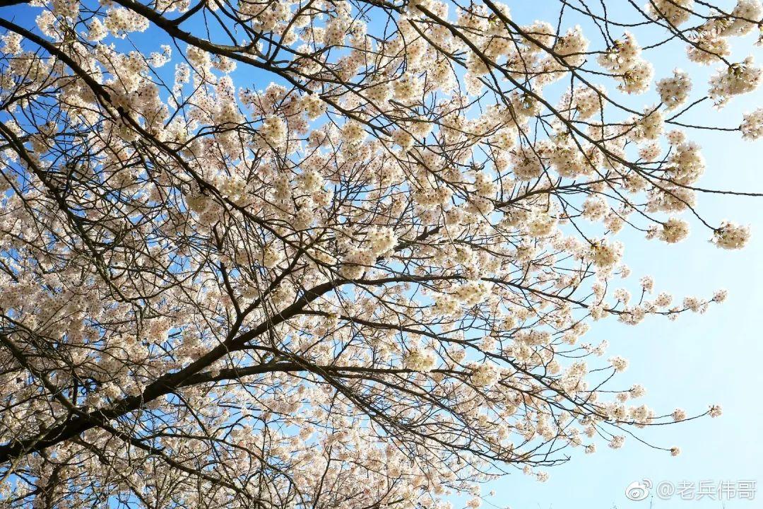 武汉十大赏樱花胜地2025年排行榜前十名榜单出炉