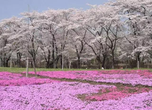 武汉十大赏樱花胜地2025年排行榜前十名榜单出炉