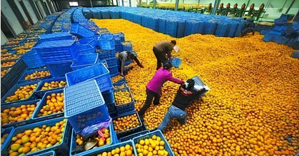 湖南十大柑橘2025年排行榜前十名榜单出炉