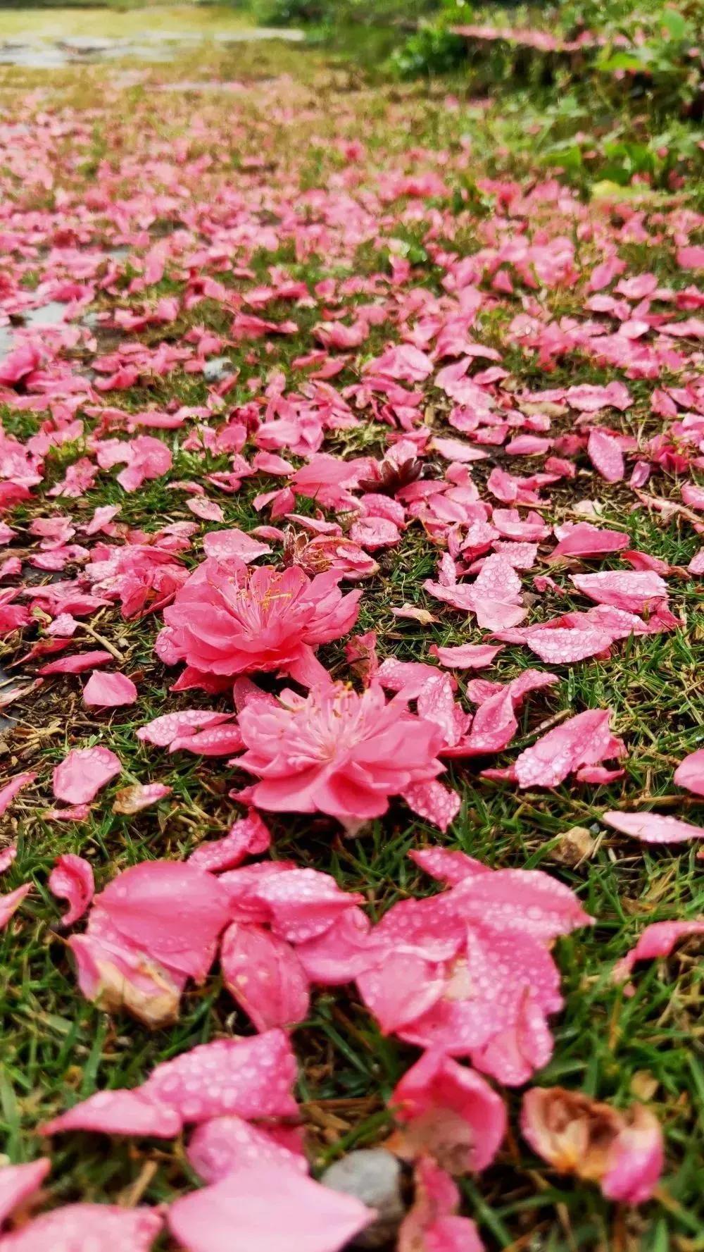 广州十大赏花胜地2025年排行榜前十名榜单出炉