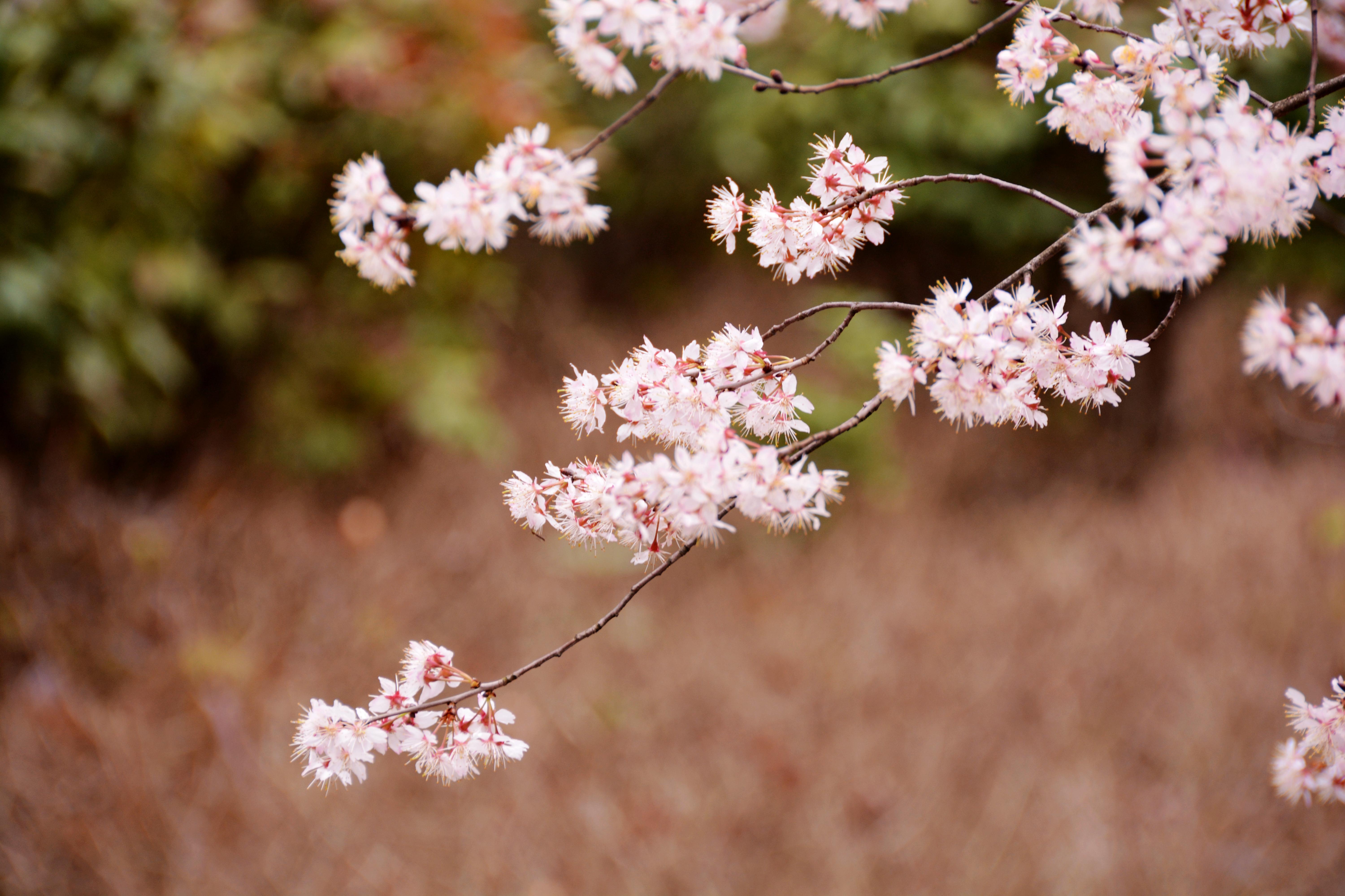 贵阳十大适合春季旅游的地方2025年排行榜前十名榜单出炉
