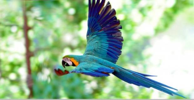 世界十大最受欢迎的宠物鸟2025年排行榜前十名榜单出炉