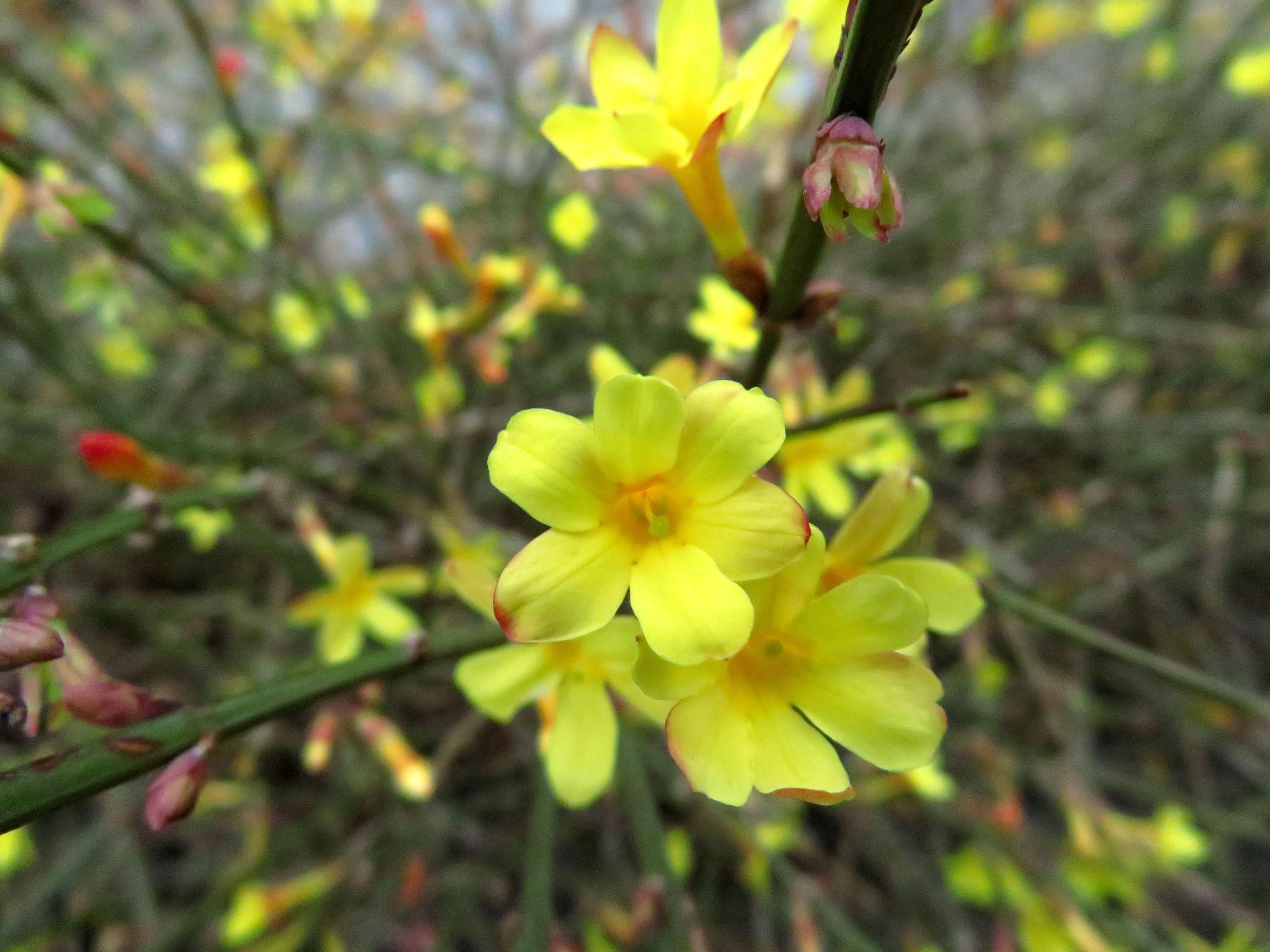 十大具有药用价值的花2025年排行榜前十名榜单出炉