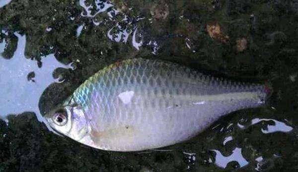 十大最漂亮的鳑鲏鱼品种2025年排行榜前十名榜单出炉