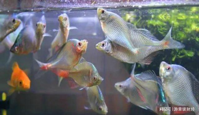 十大最漂亮的鳑鲏鱼品种2025年排行榜前十名榜单出炉