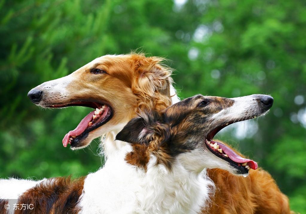 俄罗斯十大本土特有犬种2025年排行榜前十名榜单出炉 俄罗斯十大本土特有犬种2025年排行榜前十名榜单出炉