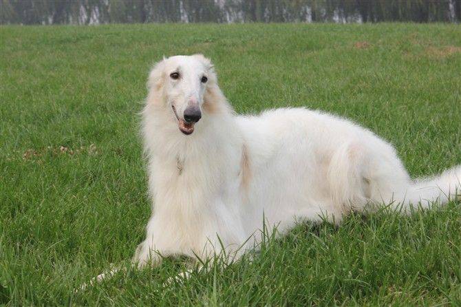 俄罗斯十大本土特有犬种2025年排行榜前十名榜单出炉