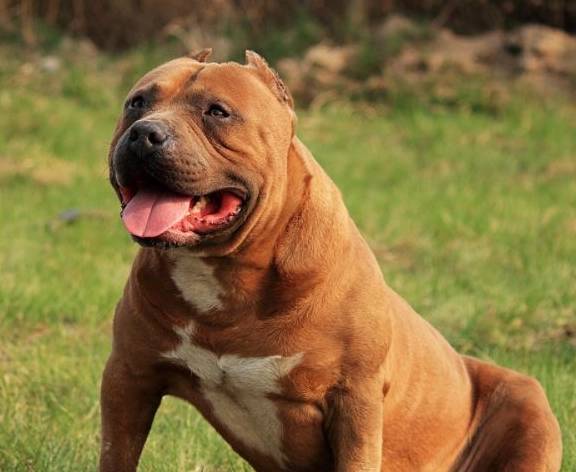 俄罗斯十大本土特有犬种2025年排行榜前十名榜单出炉 俄罗斯十大本土特有犬种2025年排行榜前十名榜单出炉