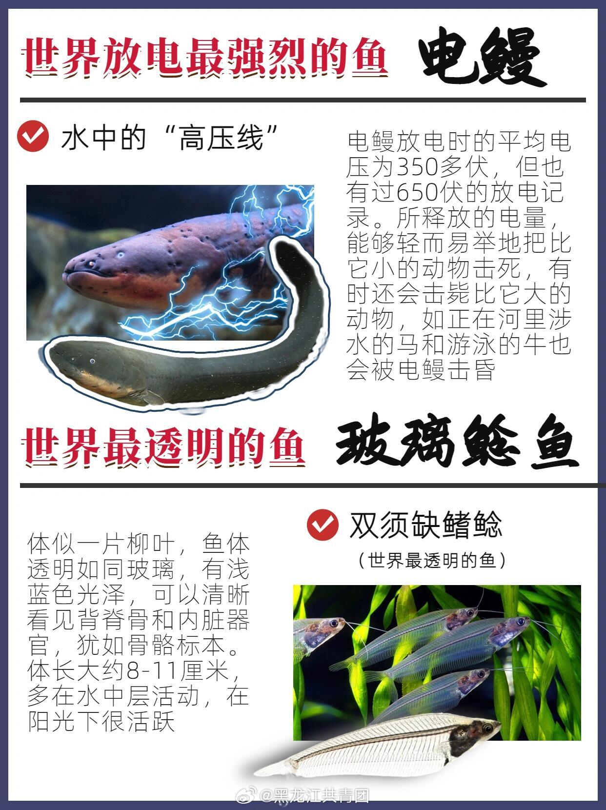 世界十大鱼类之最2025年排行榜前十名榜单出炉 世界十大鱼类之最2025年排行榜前十名榜单出炉