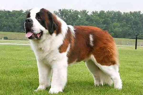 世界十大最忠诚的狗狗2025年排行榜前十名榜单出炉