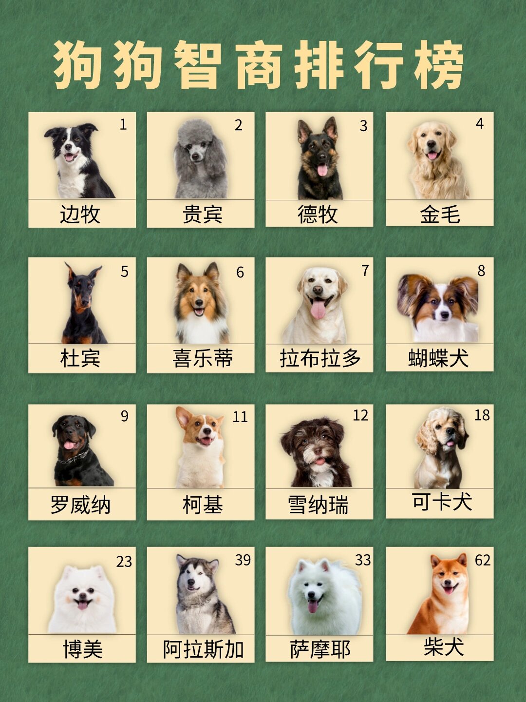 最省心又好养的宠物2025年排行榜前十名榜单出炉