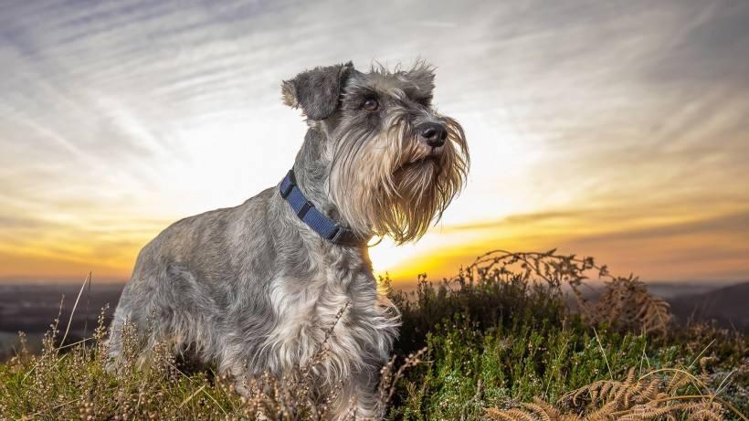 世界十大适合上班族养的狗2025年排行榜前十名榜单出炉