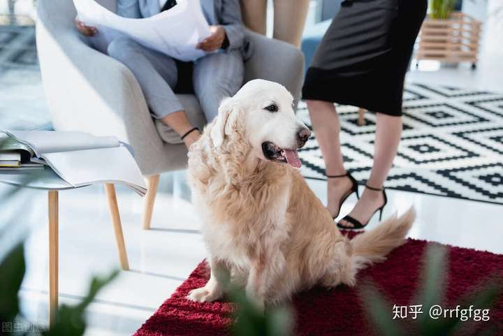 世界十大适合上班族养的狗2025年排行榜前十名榜单出炉