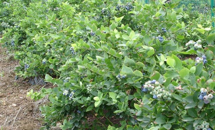 蓝莓十大品种2025年排行榜前十名榜单出炉