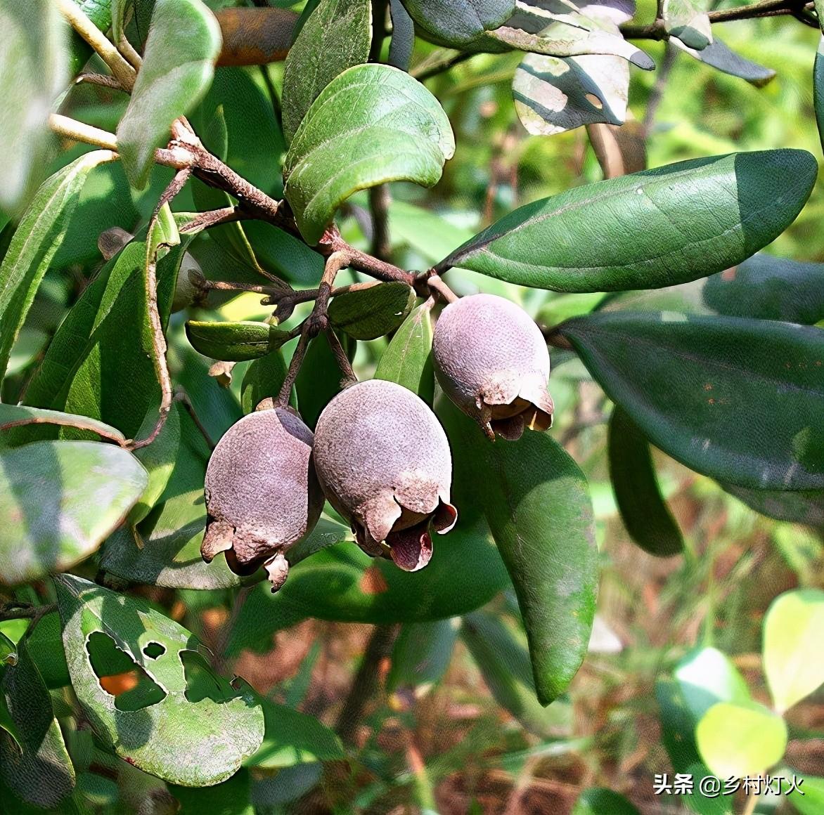 蓝莓十大品种2025年排行榜前十名榜单出炉