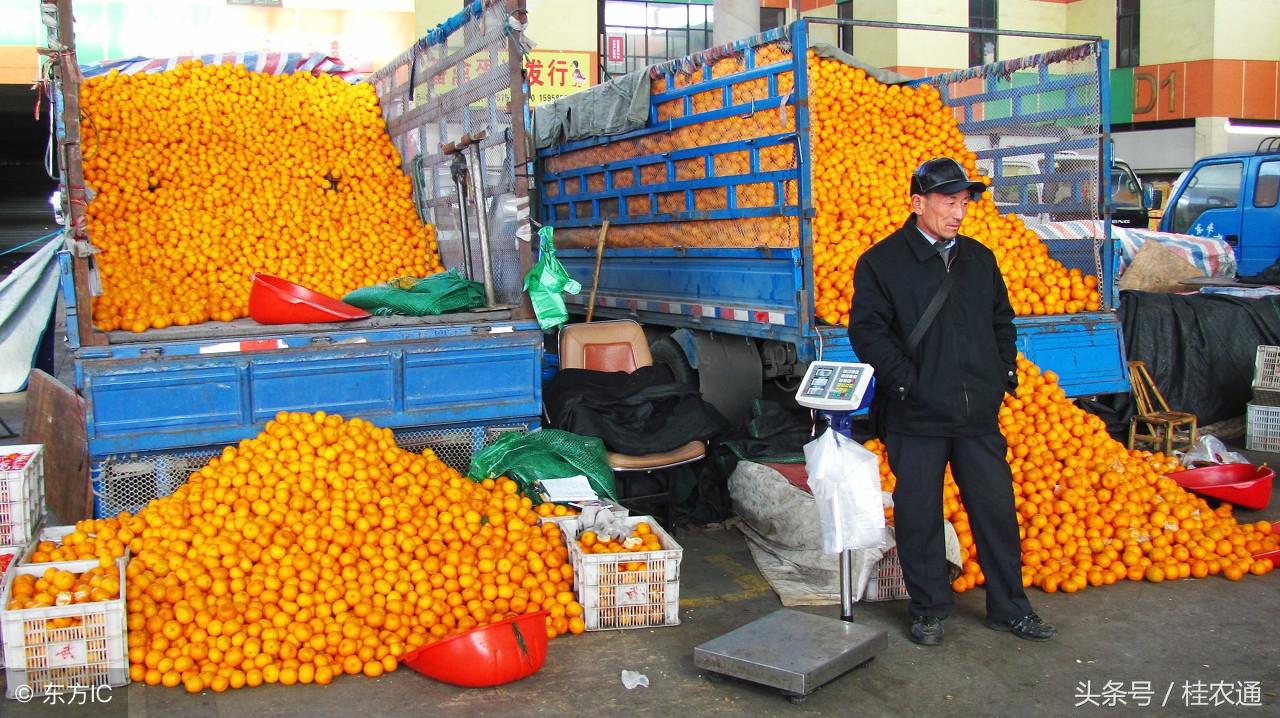 中国十大沙糖桔产地2025年排行榜前十名榜单出炉