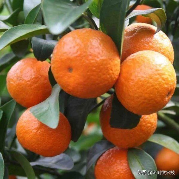 中国十大沙糖桔产地2025年排行榜前十名榜单出炉 中国十大沙糖桔产地2025年排行榜前十名榜单出炉