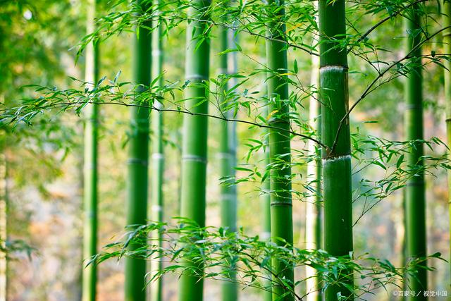 十首最著名的咏竹诗词2025年排行榜前十名榜单出炉