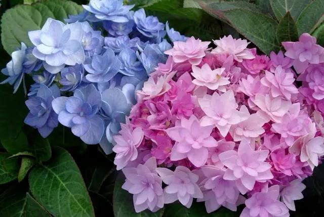 十大最美的绣球花品种2025年排行榜前十名榜单出炉