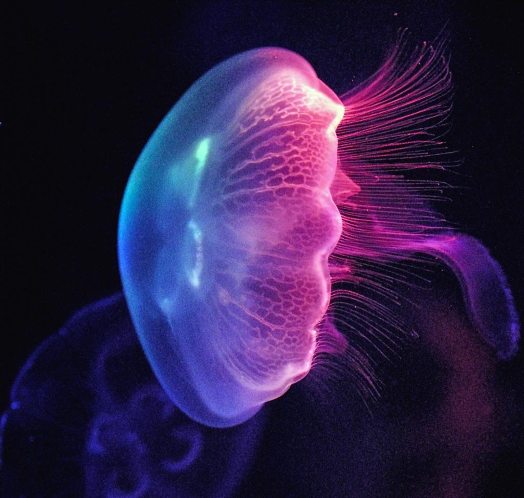 海洋十大珍稀动物2025年排行榜前十名榜单出炉