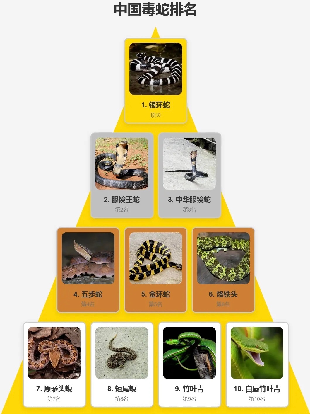 国内十大宠物蛇品种2025年排行榜前十名榜单出炉 国内十大宠物蛇品种2025年排行榜前十名榜单出炉