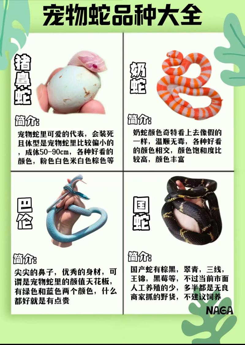 国内十大宠物蛇品种2025年排行榜前十名榜单出炉