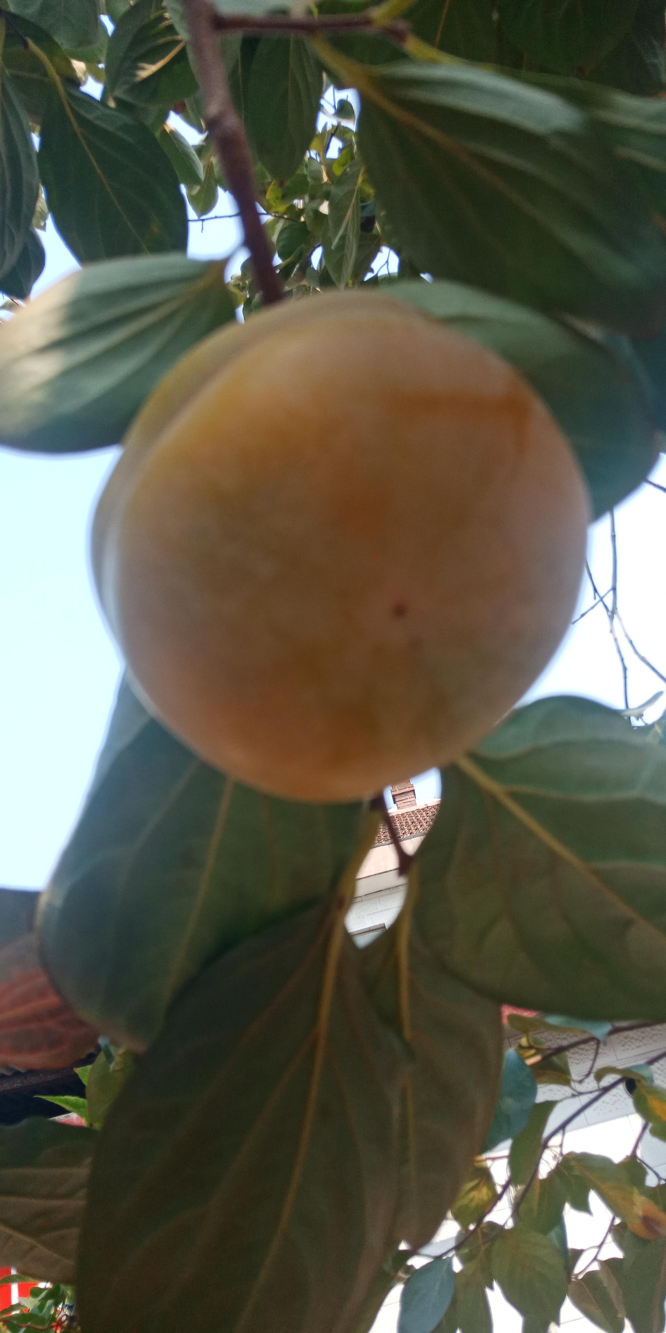 柿子十大品种2025年排行榜前十名榜单出炉