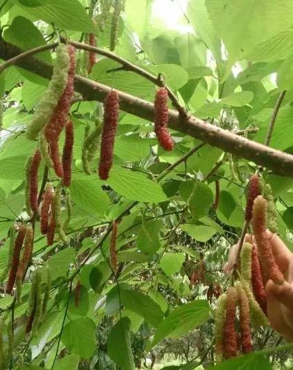 中山十大农家乐2025年排行榜前十名榜单出炉