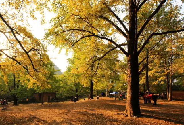 桂林十大银杏观赏地2025年排行榜前十名榜单出炉