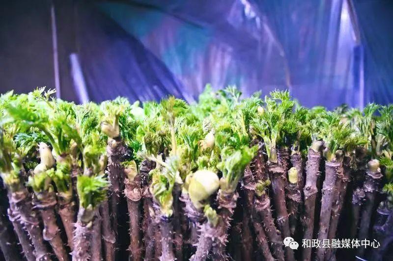天水十大名菜2025年排行榜前十名榜单出炉