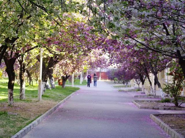 北京十大赏樱胜地2025年排行榜前十名榜单出炉