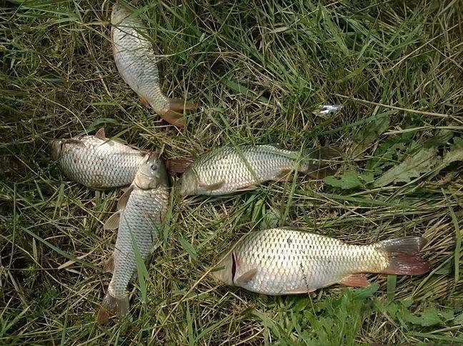 山东十大名鱼2025年排行榜前十名榜单出炉