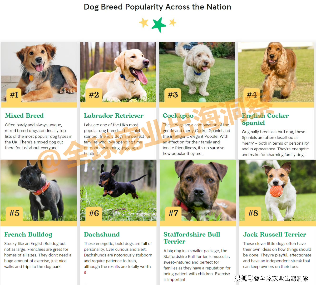 英国十大本土特有犬种狗狗2025年排行榜前十名榜单出炉